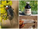 Remédios populares para mosquitos e moscas