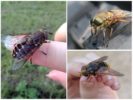 Gadfly és horsefly