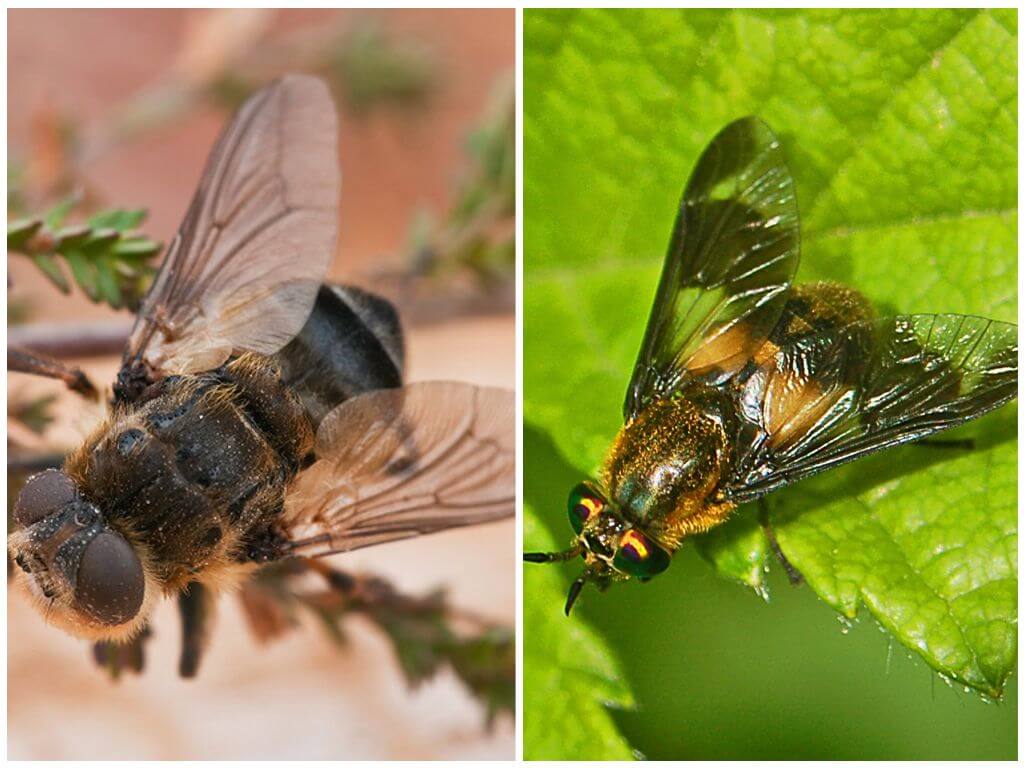 Gadfly ve horsefly arasındaki fark
