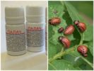 Remedy Executioner dari kumbang kentang Colorado