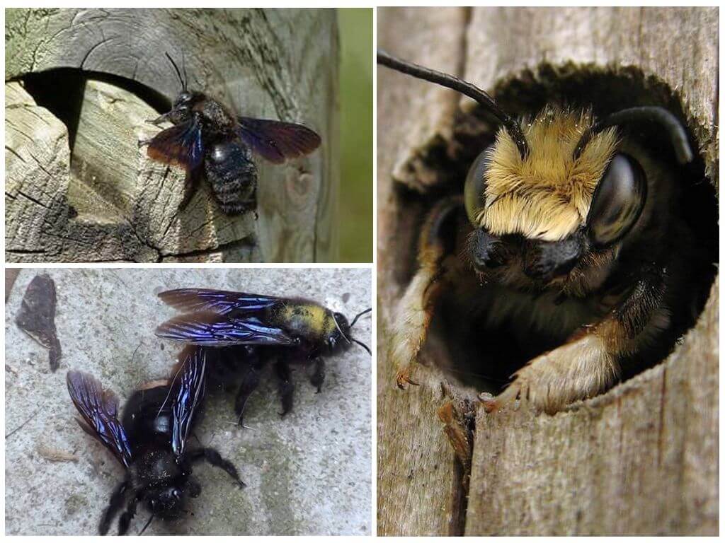 Com treure les abelles de fusta d’una casa de fusta