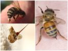 Пчела и жилото й