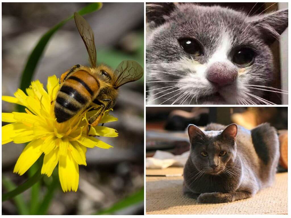 Què fer si un gat era mossegat per una abella