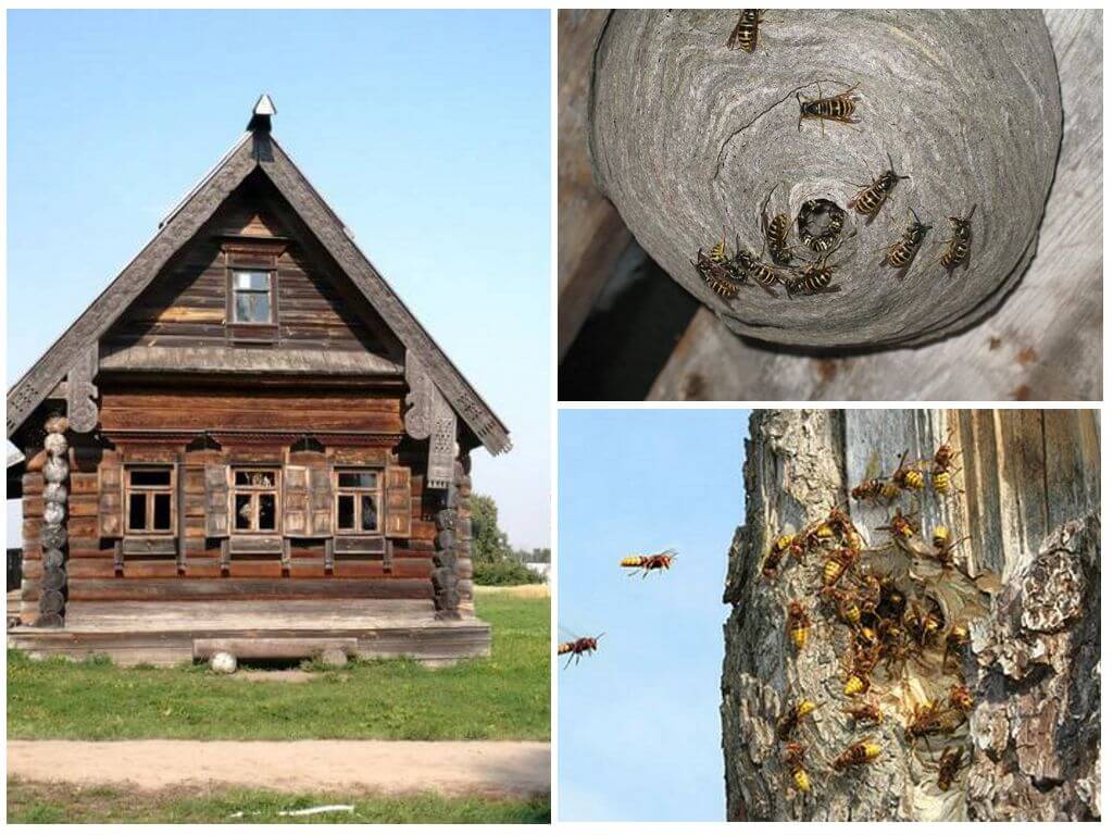 Làm thế nào để đưa ong ra khỏi một ngôi nhà gỗ và những nơi khác