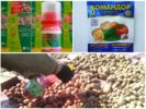 Colorado patates böceğinden patates tohumlarının işlenmesi için hazırlıklar