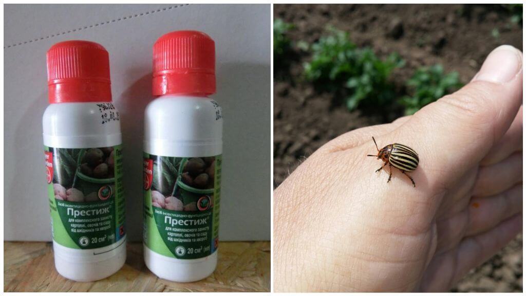 Pemulihan prestij untuk kumbang kentang Colorado