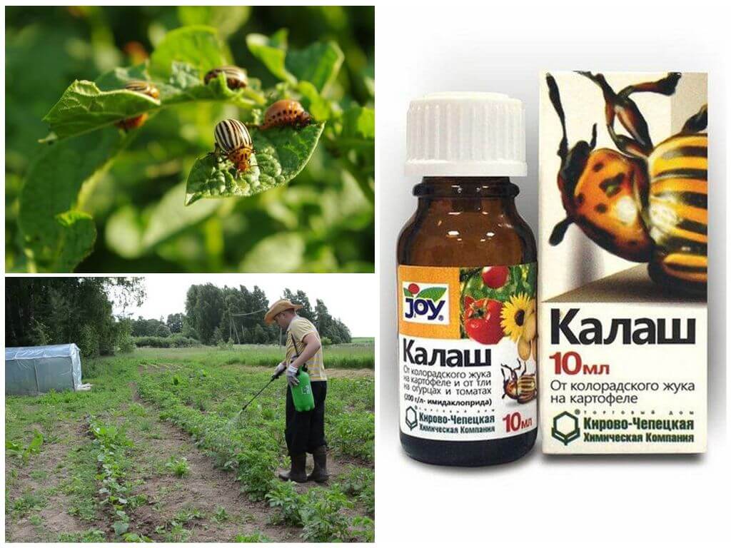 Kalash remedyo para sa Colorado potato beetle