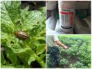 Penggunaan Eforia ubat untuk memusnahkan kumbang kentang Colorado