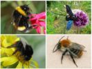 Variedades de abelhas