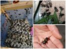 Ang mga breed ng mga crickets sa bahay