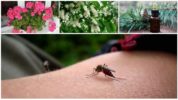 Remedios populares para el control de mosquitos
