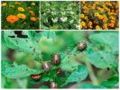 Mga repellent ng halaman mula sa Colorado potato beetle