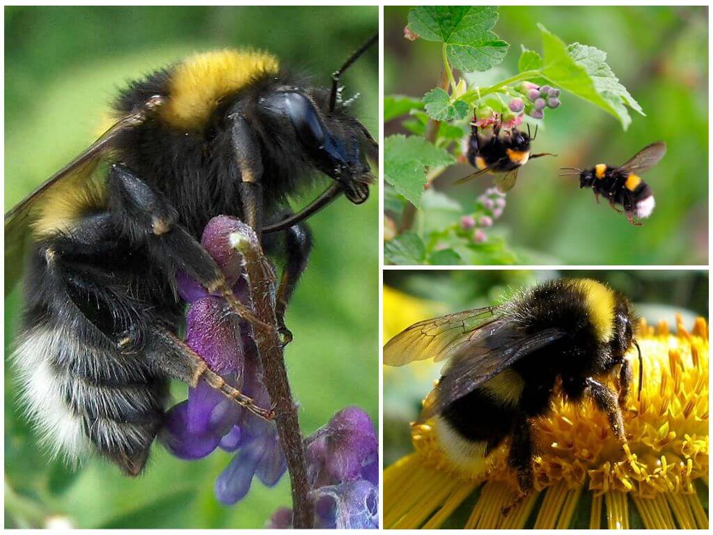 Descripción y fotos del abejorro de jardín