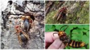 Dybovsky hornets