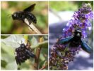 Purple (asul) bumblebee karpintero