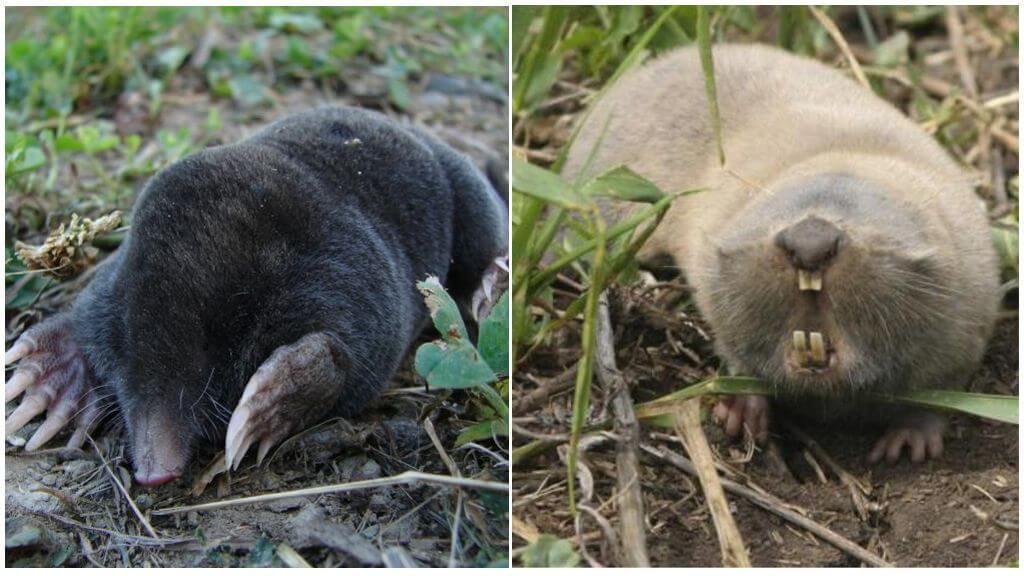 Care este diferența dintre o aluniță și un șobolan aluniță