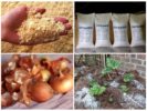 Moduri de a face față cu gândacul de cartofi din Colorado