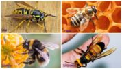 A diferença entre abelha, vespa, vespa, abelha