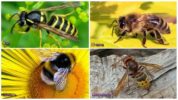 Skirtumas tarp kamanių, raguolių, vapsvų, bičių