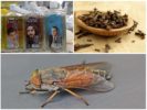 Cara rakyat untuk berurusan dengan gadfly dan horseflies