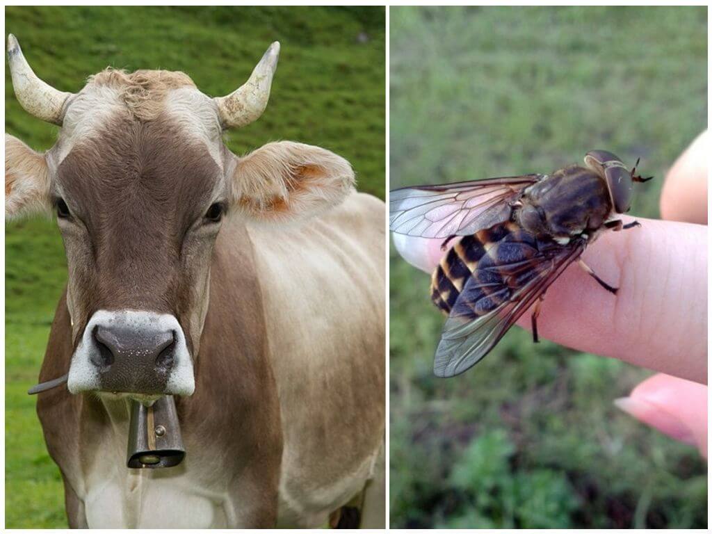 Como processar uma vaca de moscas e moscas em casa