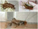 Cricket de casă