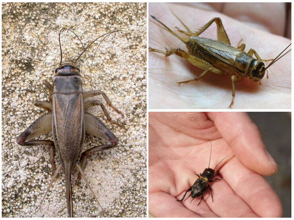Kriket ve ağustosböceği arasındaki farklar