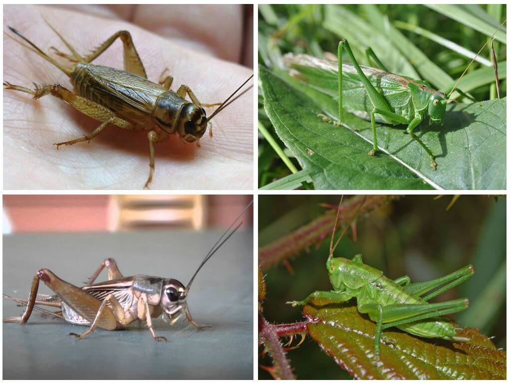 Skillnader mellan cricket och gräshoppa