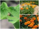 Plantas repelentes de insetos da batata do Colorado