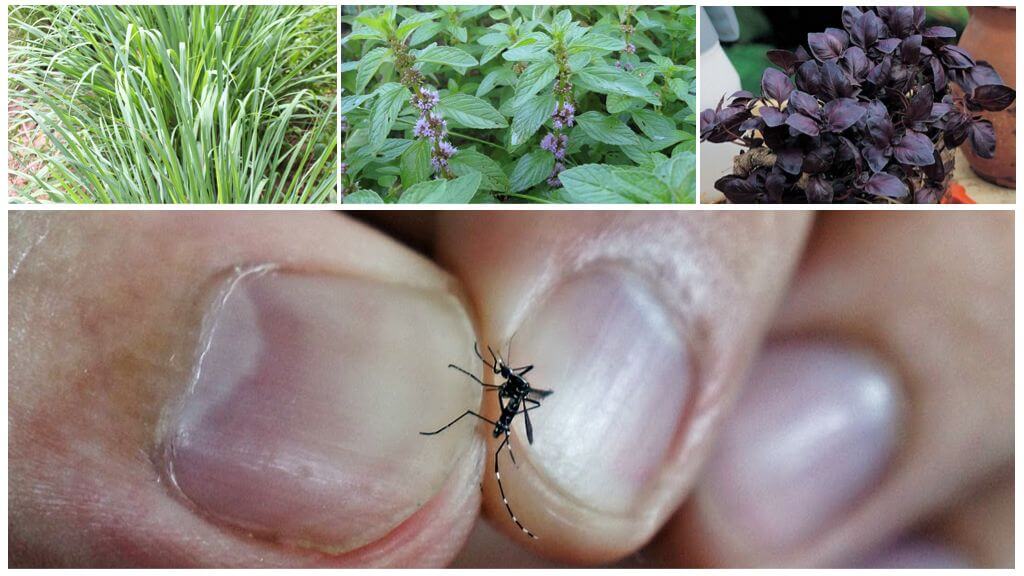 Qué plantas repelen a los mosquitos: hierba, árboles y flores.