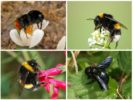 Bombus arıları türleri