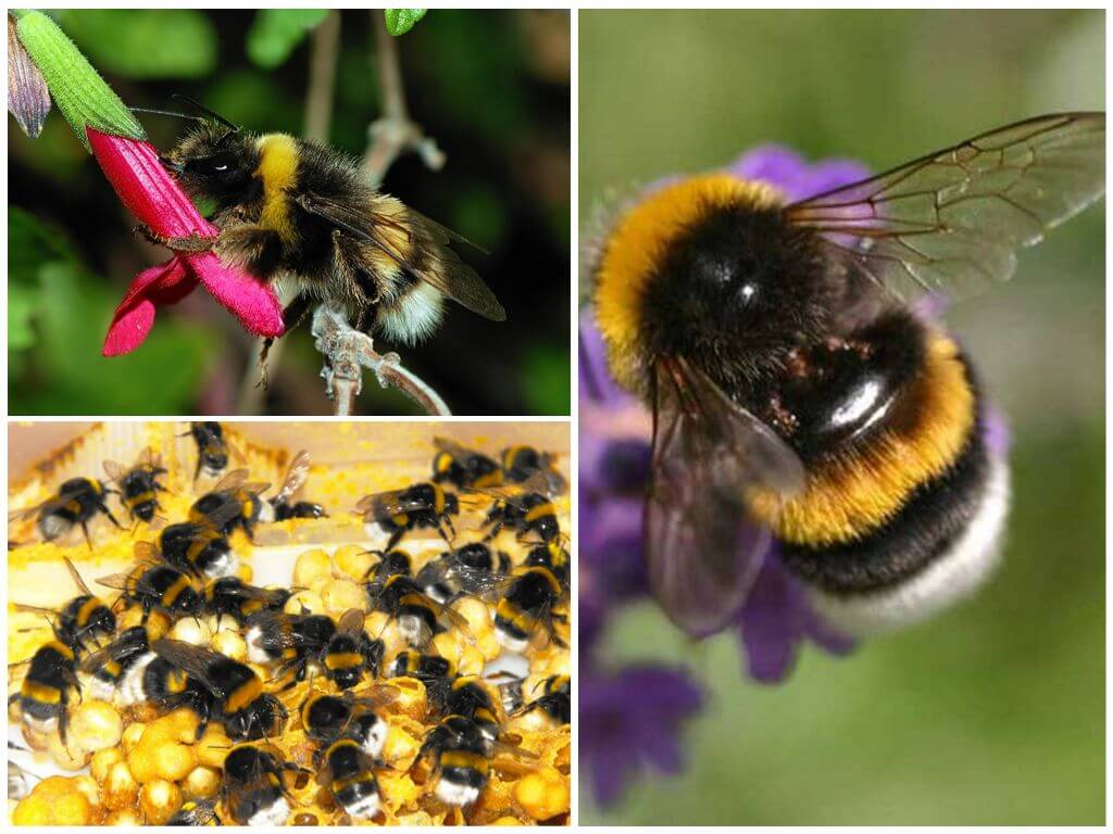 Paglalarawan at mga larawan ng earthen bumblebee
