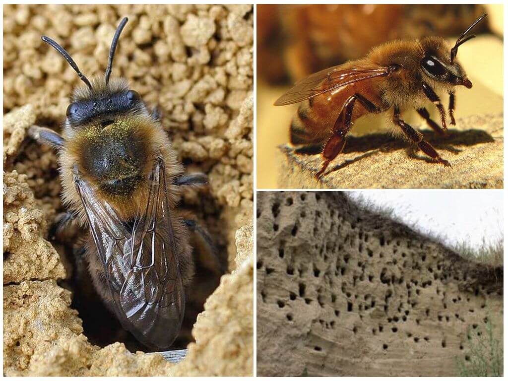 How to remove earthen bees from the site