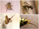 Albina și viespile, înțepăturile lor