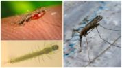 Mosquitos de la malaria