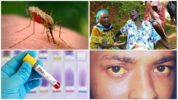 Zika, Batı Nil ve Sarıhumma virüsleri