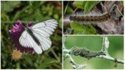 Caterpillar și Hawthorn Fluture