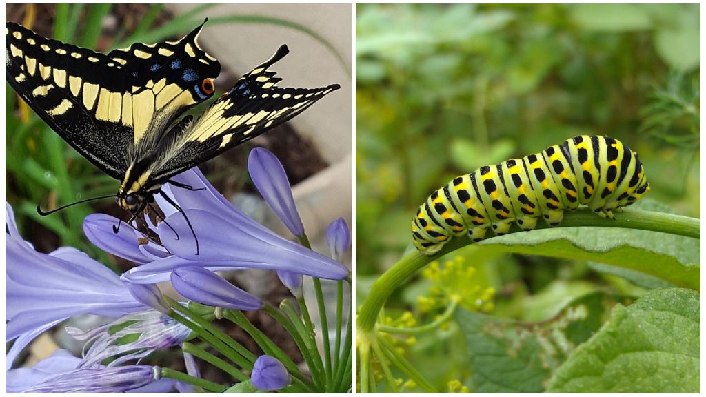 Caterpillarin muuttaminen perhoseksi