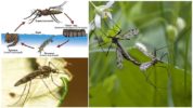 Κύκλος αναπαραγωγής κουνουπιών