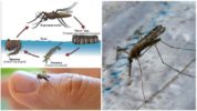 Cicle de cria de mosquits de la malària