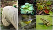 Plantas depredadoras, pájaros y ranas que comen mosquitos