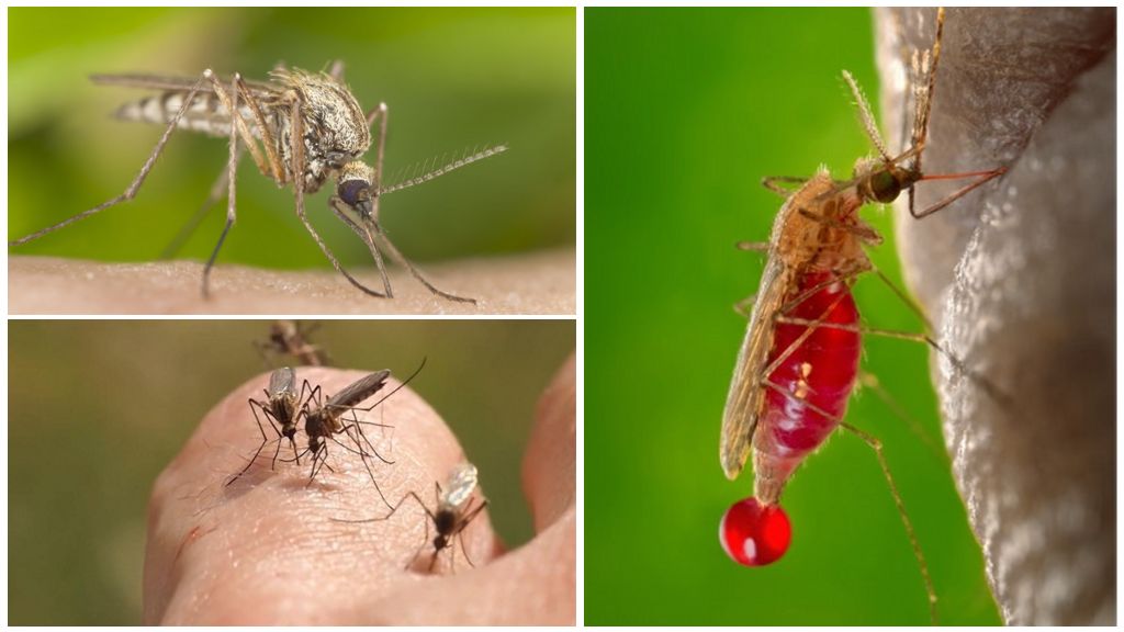 Pessoas com as quais o tipo de sangue é mais frequentemente picado por mosquitos