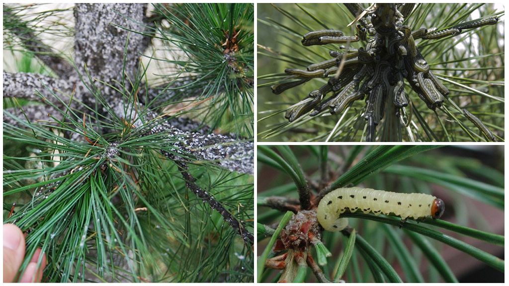 Como e como tratar pinheiros de lagartas