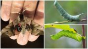 Mga Uphthalmic Caterpillars