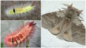 Caterpillar Redtail
