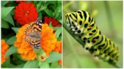 Swallowtail vlinder en zijn rups