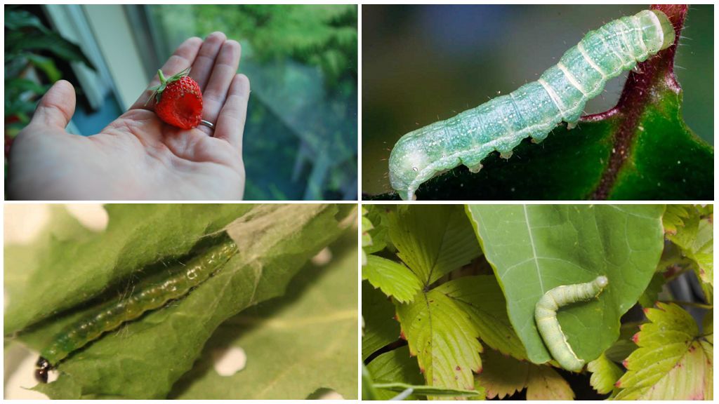 Hur man kan bli av med larver på jordgubbar