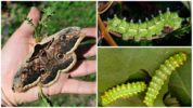 Caterpillar pentru ochi de păun