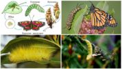 Jenis-jenis Caterpillar
