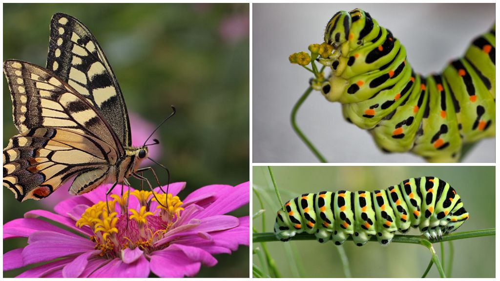 Swallowtail kelebeğin tırtılının tanımı ve fotoğrafı
